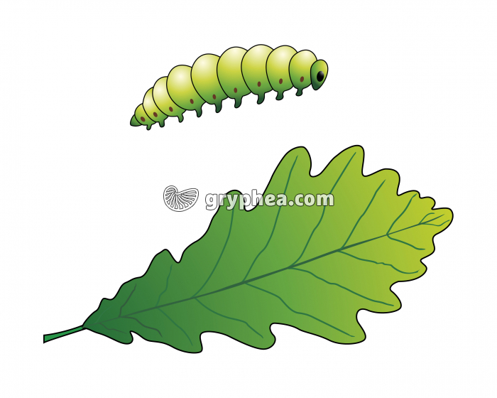 chêne avec chenille - gryphea.com